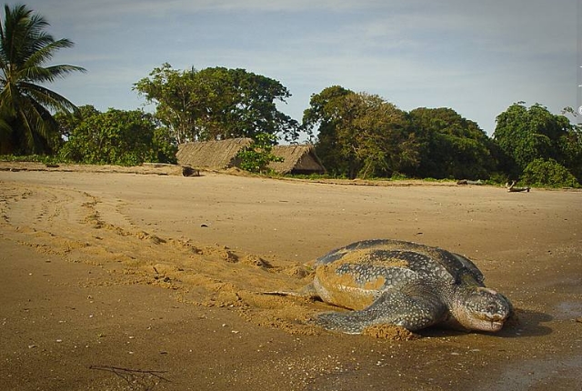 Leatherback Turtles At Plages Les Hattes