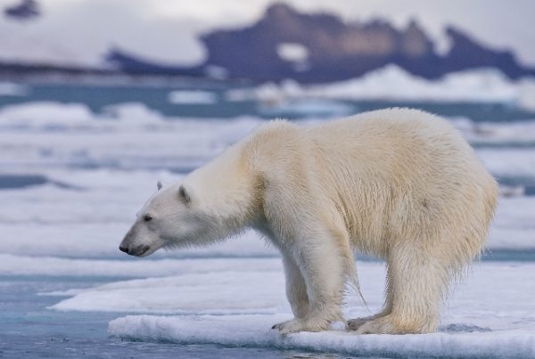 5 Exciting Things To Do In Svalbard Island - TravelTourXP.com