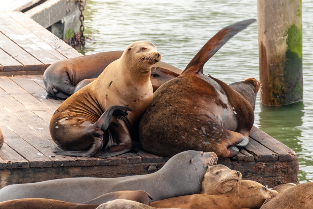 Seals Lying on a Wooden Pier ; San Francisco, CA, Estados Unidos