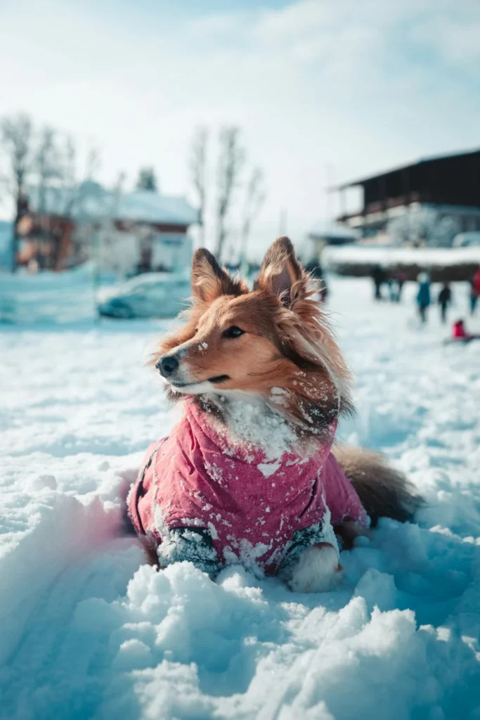 Dog having a winter vacation