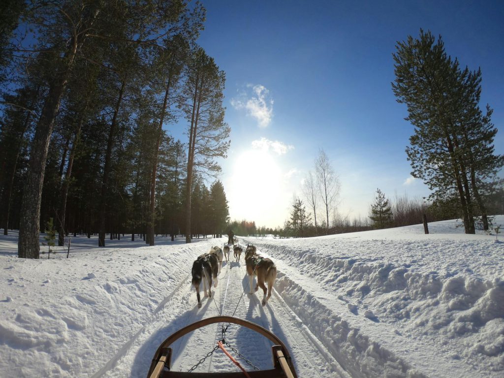 Sled Pulled By Dogs
Rovaniemi, Finland